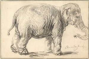 Słoń, 1637 autorstwa Rembrandt van Rijn