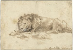 Leżący lew (Liggende leeuw). 1650-59 autorstwa Rembrandt van Rijn