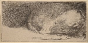 Śpiący szczeniak autorstwa Rembrandt van Rijn