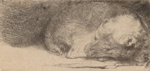 Śpiący szczeniak, ok. 1640. autorstwa Rembrandt van Rijn