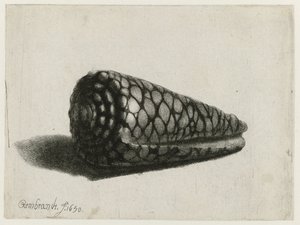 Muszla (Conus marmoreus) Muszla autorstwa Rembrandt van Rijn