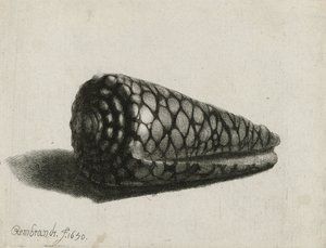 Muszla (Conus marmoreus), 1650 autorstwa Rembrandt van Rijn