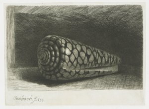 Muszla autorstwa Rembrandt van Rijn
