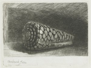 Muszla autorstwa Rembrandt van Rijn