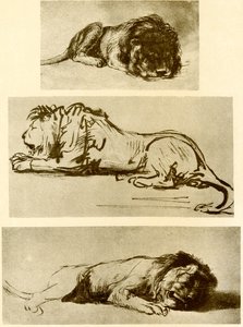 Trzy studia lwów autorstwa Rembrandt van Rijn