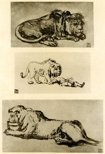 Trzy studia lwów autorstwa Rembrandt van Rijn