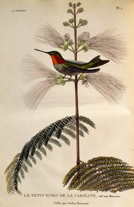 Koliber rubinobrody (Archilochus colubris), grawerowanie z Les trochilides ou les colibris et les oiseaux-mouches autorstwa René Primevère Lesson