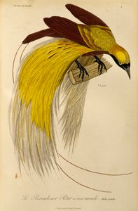 Dorosły samiec rajskiego ptaka rajskiego (Paradisaea minor), rycina z Historii naturalnej ptaków rajskich i Epimagues