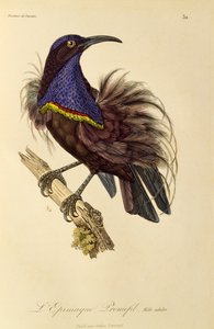 Dorosły samiec rajskiego strzelca (Ptiloris paradiseus), rycina z Historii naturalnej Birds of Paradise i Epimagues