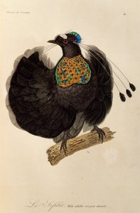 Dorosły samiec zachodniej Parotii (Parotia sefilata), rycina z Historii Naturalnej Birds of Paradise i Epimagues
