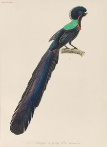 Rajski ptak, 1835.