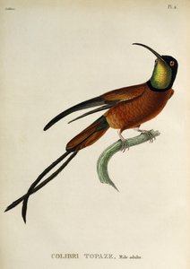 Crimson Topaz (Topaza pella), grawerowanie z trochilidów lub kolibry i kolibry