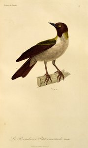 Samica rajskiego ptaka rajskiego (Paradisaea minor), rycina z Historii naturalnej ptaków rajskich i Epimagues autorstwa René Primevère Lesson