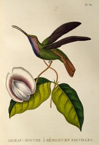 Sawarka Lazuliny (Campylopterus falcatus), grawerowanie z trochilidów lub kolibrów i kolibrów