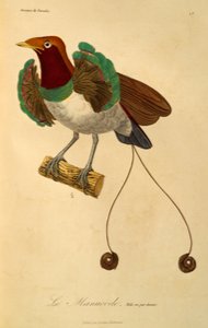 Samiec rajskiego ptaka królewskiego (Cicinnurus regius), rycina z Historii naturalnej rajskich ptaków i epimagów