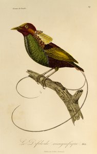 Samiec wspaniałego rajskiego ptaka (Cicinnurus magnificus), rycina z Historii naturalnej ptaków rajskich i Epimagów autorstwa René Primevère Lesson