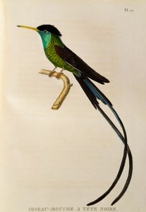Czerwonodzioby Streamertail (Trochilus polytmus), grawerowanie z trochilidy lub kolibry i kolibry