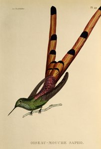 Kometa czerwonoogoniasta (Sappho sparganurus), grawerowanie z trochilidów lub kolibry i kolibry