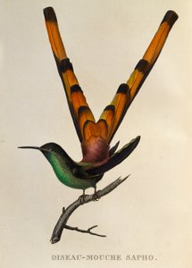 Kometa czerwonoogoniasta (Sappho sparganurus), grawerowanie z trochilidów lub kolibry i kolibry