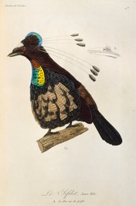 Młody samiec zachodniej Parotii (Parotia sefilata), rycina z Historii Naturalnej Birds of Paradise i Epimagues