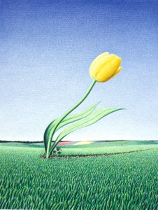 Szybki tulipan autorstwa Rene Boin