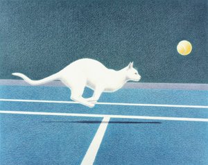 Tenis