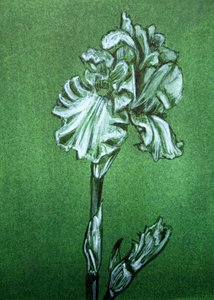 Elegancki zielony irys