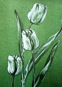 Świeże białe tulipany