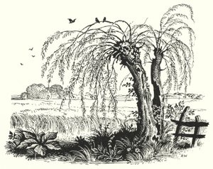 Hans Christian Andersen: Kasza gryczana (lito) autorstwa Rex (after) Whistler