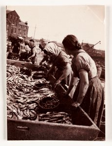 Wędkarstwo, Fisherfolk Kobiety sortujące ryby, Port Whitby, North Yorkshire, ok. 1905 autorstwa John Pardon
