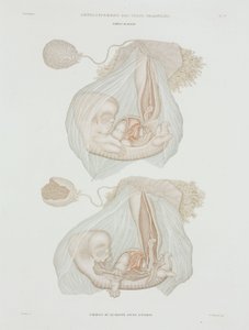 Ginekologia Płód ludzki w wieku 40 dni, ok. 1847-1859 autorstwa John Pardon