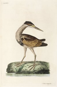 Heron autorstwa John Pardon