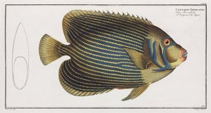Skalary Imperator autorstwa John Pardon