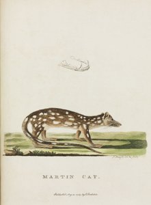 „Kot Marcin”, Australia, ok. 1788 r. autorstwa John Pardon