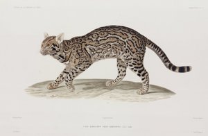 Ocelot, USA autorstwa John Pardon