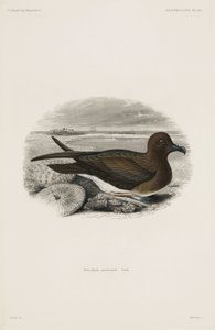 Petrel autorstwa John Pardon