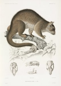 Falanger autorstwa John Pardon