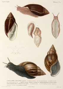 Ślimaki, Nowa Gwinea, Madagaskar i Mauritius