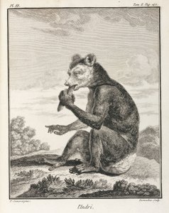 Indri - rodzaj lemura, Madagaskar autorstwa John Pardon