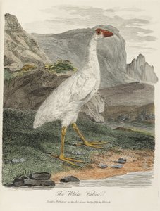 „Biała Fulica” autorstwa John Pardon