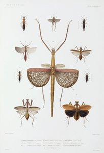 Rodzaje owadów, Australia, Wyspy Salomona i Indonezja