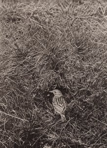 Świergotek łąkowy (zdjęcie czarno-białe) autorstwa Richard and Cherry Kearton