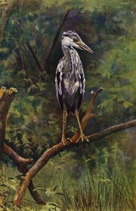 Młoda czapla (zdjęcie)