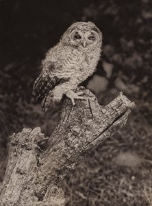 Młoda brązowa sowa (zdjęcie czarno-białe)