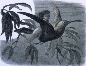 Wróżka (lub nimfa) dosiadająca kolibra. Ilustracja z filmu „W Krainie Wróżek. Seria zdjęć ze świata elfów"" Richarda Doyle