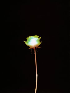 Без названия, 2007 г., польский autorstwa Richard Green