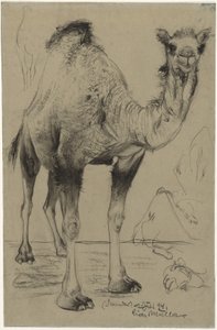 Dromader autorstwa Richard Muller