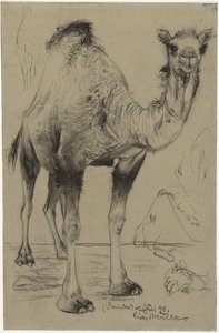 Dromader, 1894. autorstwa Richard Muller