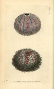 Jadalny jeżowiec, Echinus esculentus, z „Miscellany” George