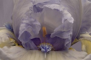 Delikatna lawendowa irys